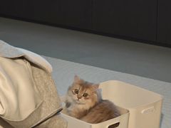 -Bastet sally猫舍购宠(静安店)