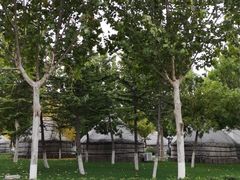 -九十九顶毡房(阜石路店)