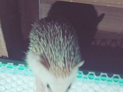 -仁华宠物医院(青羊店)