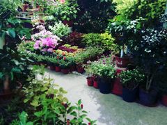 -双季花艺园艺市场(浦东店)