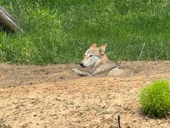 -北京野生动物园