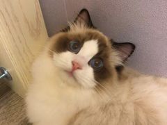 -Bastet sally猫舍购宠(静安店)