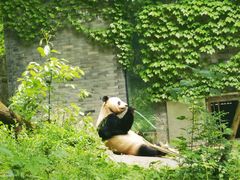 -都江堰中华大熊猫苑