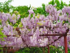 -嘉定紫藤园