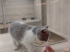 -飞行喵MR PILOT|猫舍·猫咖(静安大融城店)