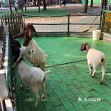肥肠肥肠想出去玩