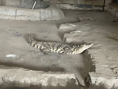 -哈尔滨北方森林动物园