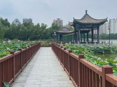 -莲花池公园