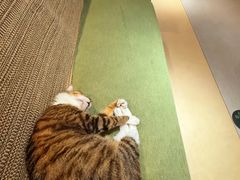 -御宝贝·A梦猫科宠物医院(国际猫友好医院)