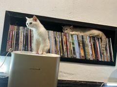 -猫色咖啡·猫咖