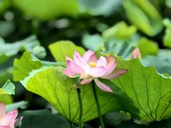 -惠州西湖丰渚园