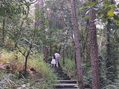 -铁山坪森林公园