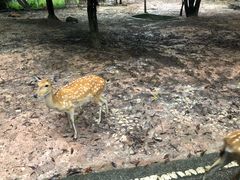 -清迈夜间动物园