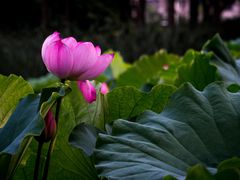-陈家山荷花公园