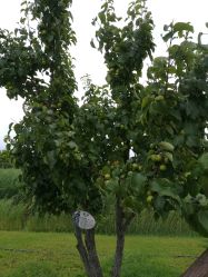 -圣露庄园·草坪婚礼·宴会厅·会议
