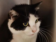 -纳吉亚猫专科动物诊疗中心(蒋宅口分院)