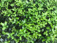 -南山植物园