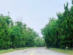 -日照海滨国家森林公园