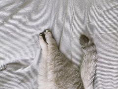 -瑞鹏宠物医院·骨科·猫科·内科(第一中心)