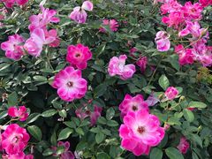 -人民公园(罗湖区)