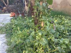 iphone_upload_pic-三山岛