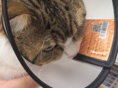 -德元·美联众合24小时动物医院(总院)