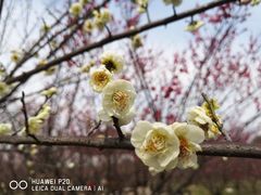 -南湖湿地公园