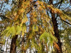 -上海海湾国家森林公园