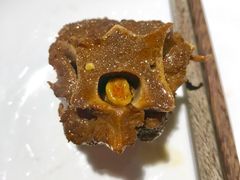-浩爷羊蝎子火锅(望京店)
