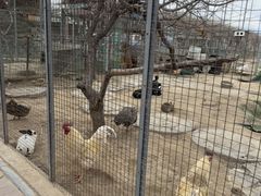 -河北村民俗体验园