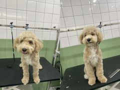 -瑞鹏宠物医院·宠保定点·心脏科·内科(御桥分院)