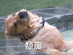 -宝安体育馆游泳馆
