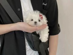 -萌宠之家·腊肠犬·马尔泰·小体犬舍