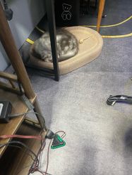 -V一刺青·纹身   穿孔    清洗