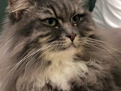 -安格丽娜·狗咖·猫咖羊驼咖(春熙路百盛商场店)