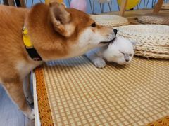 -柴迷FANS CLUB·柴犬狗咖·猫咖