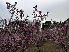 -白塘生态植物园
