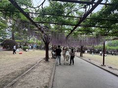 -嘉定紫藤园