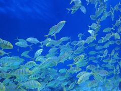 -成都浩海立方海洋公园