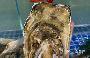 Large Plump Oyster