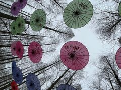 -东平国家森林公园