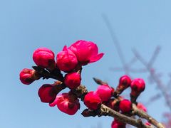 -秀丽东方