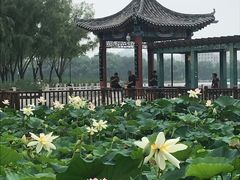 -莲花池公园
