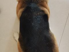-宠福鑫康馨动物医院·骨科·眼科