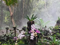 -呀诺达热带雨林