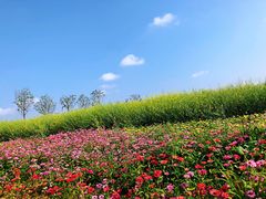 -光明小镇欢乐田园