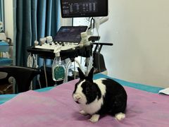 -北京观赏动物医院·24小时大型综合·猫专科·异宠专科