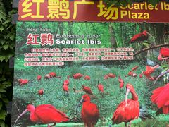 -广州长隆飞鸟乐园
