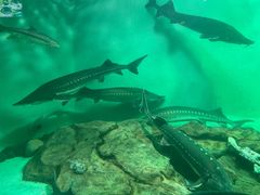 -太平洋海底世界