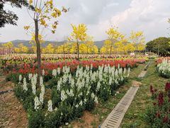 -天适樱花悠乐园
